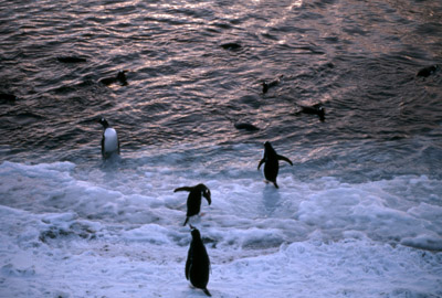 Gentoo penguin -  group 17