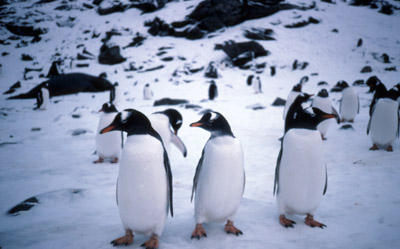 Gentoo penguin -  group 8