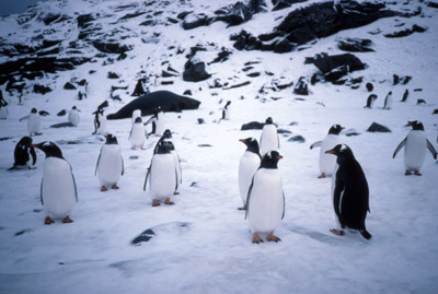 Gentoo penguin -  group 9