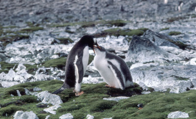 Gentoo penguin -  parent chick  1