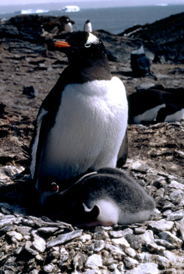 Gentoo penguin -  parent chick  10