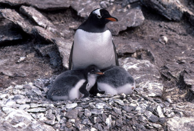 Gentoo penguin -  parent chick  12