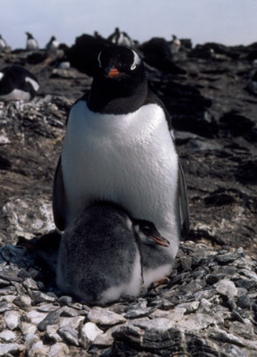 Gentoo penguin -  parent chick  13
