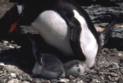 Gentoo penguin -  parent chick  14