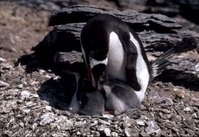 Gentoo penguin -  parent chick  15