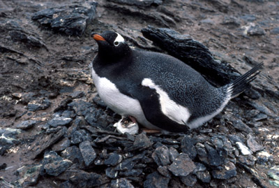 Gentoo penguin -  parent chick  16