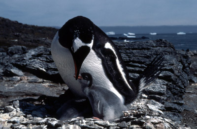 Gentoo penguin -  parent chick  17