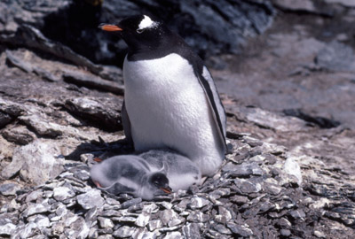 Gentoo penguin -  parent chick  18
