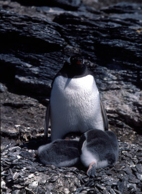 Gentoo penguin -  parent chick  19