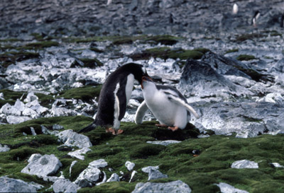 Gentoo penguin -  parent chick  2