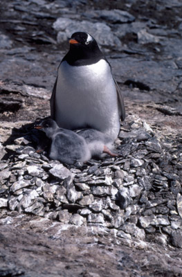 Gentoo penguin -  parent chick  20