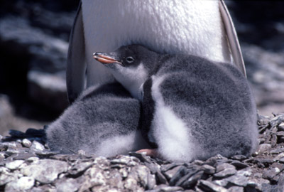 Gentoo penguin -  parent chick  21