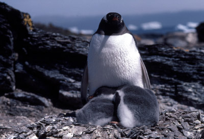 Gentoo penguin -  parent chick  23