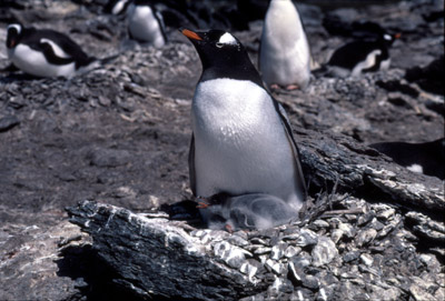 Gentoo penguin -  parent chick  24