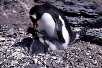 Gentoo penguin -  parent chick  3