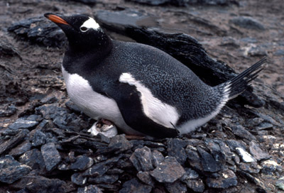Gentoo penguin -  parent chick  4