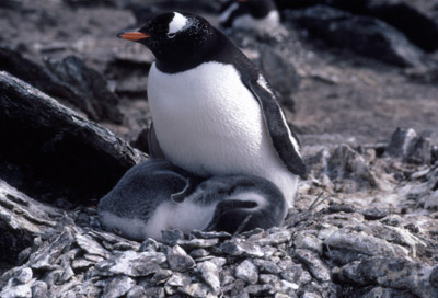 Gentoo penguin -  parent chick  5