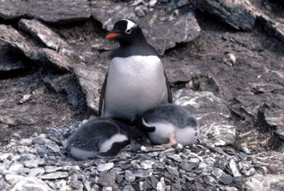 Gentoo penguin -  parent chick  6