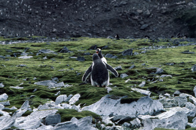 Gentoo penguin -  parent chick  7