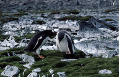 Gentoo penguin -  parent chick  8