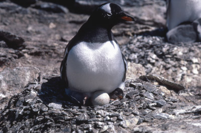 Gentoo penguin -  parent chick  9