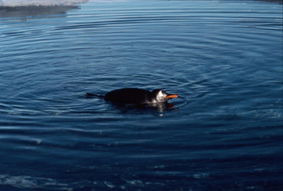 Gentoo penguin -  penguin 2