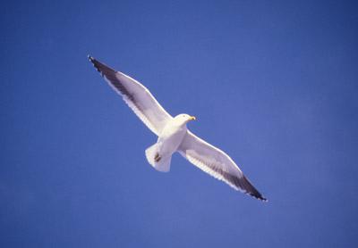 Gull Dominican -  flying 1