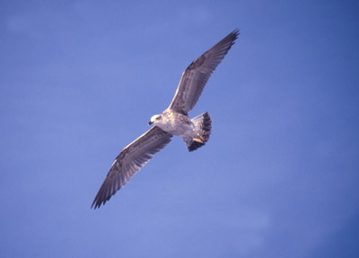 Gull Dominican -  flying 2