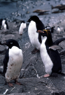 Macaroni penguin penguin 1