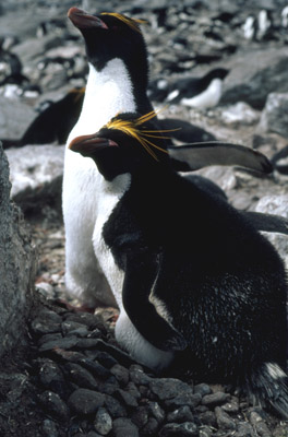 Macaroni penguin penguin 10