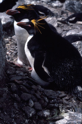 Macaroni penguin penguin 11