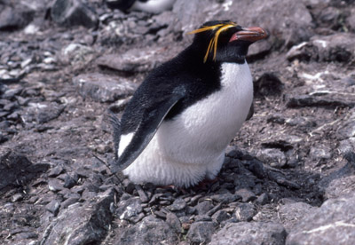 Macaroni penguin penguin 2
