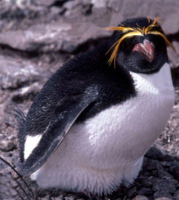 Macaroni penguin penguin 3