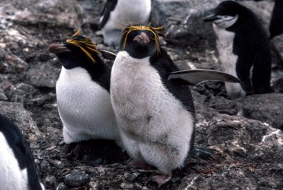 Macaroni penguin penguin 4