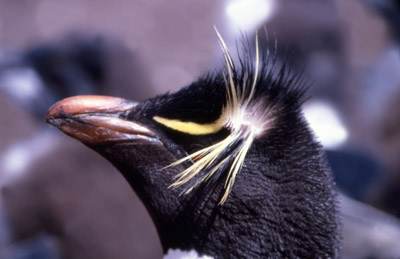 Macaroni penguin penguin 5