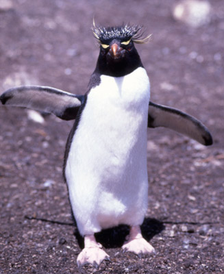 Macaroni penguin penguin 6