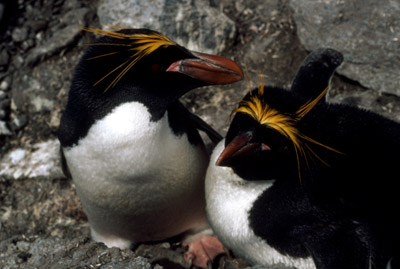 Macaroni penguin penguin 7