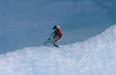 "Mutt" - American or Snowy Sheathbill - pose 2