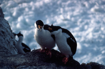 Blue eyed shag, Phalacrocorax atriceps - Courtship 1