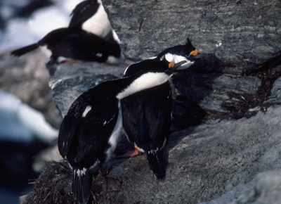 Blue eyed shag, Phalacrocorax atriceps - Courtship 3