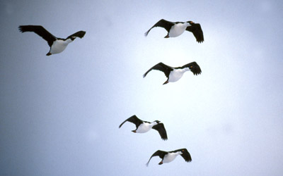 Blue eyed shag, Phalacrocorax atriceps - Flying 1