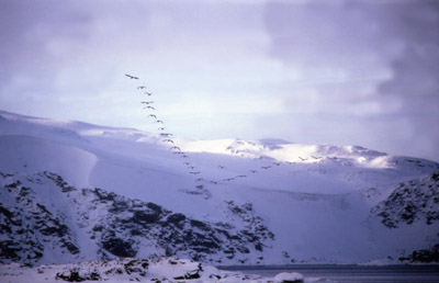 Blue eyed shag, Phalacrocorax atriceps - Flying 6