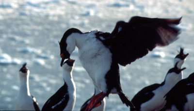 Blue eyed shag, Phalacrocorax atriceps - Flying 8