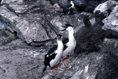 Blue eyed shag, Phalacrocorax atriceps - Group 10