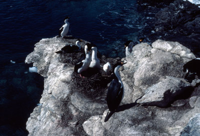 Blue eyed shag, Phalacrocorax atriceps - Group 3