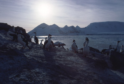 Blue eyed shag, Phalacrocorax atriceps - Group 6