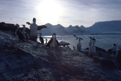 Blue eyed shag, Phalacrocorax atriceps - Group 8