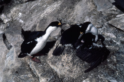 Blue eyed shag, Phalacrocorax atriceps - Nest 1