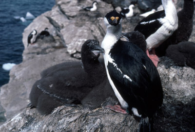 Blue eyed shag, Phalacrocorax atriceps - Nest 10