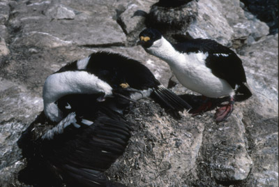 Blue eyed shag, Phalacrocorax atriceps - Nest 14